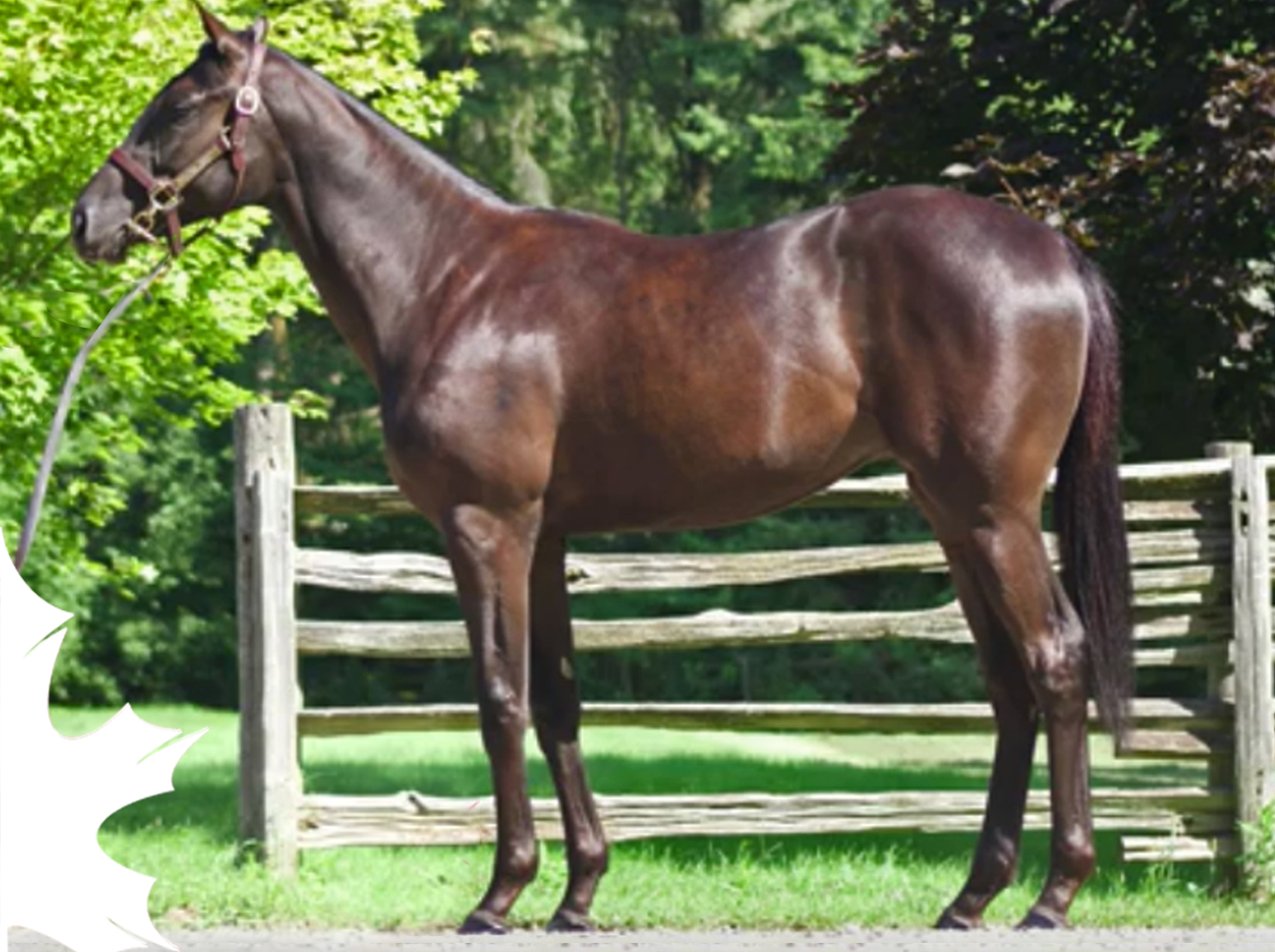 mendelssohn-filly-canuck-racing-club